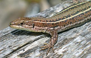 <i>Podarcis hispanicus</i> wall lizard species of the genus Podarcis