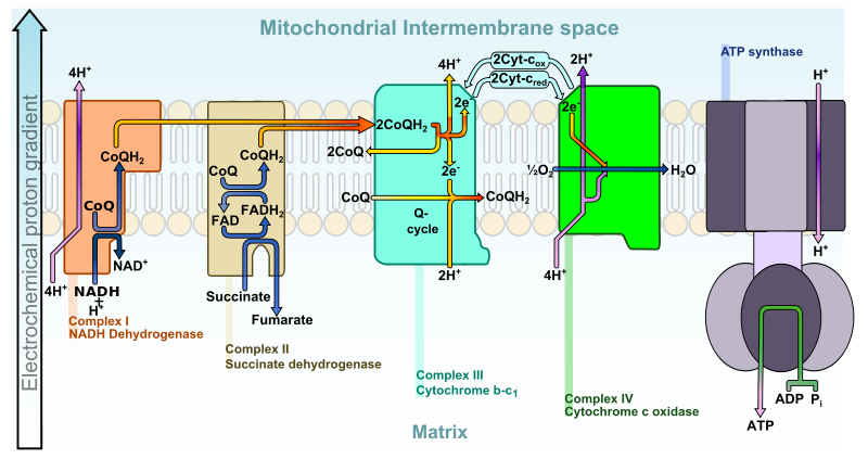 Electron transport chain in the mitochondrial intermembrane space