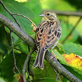 Emberiza citrinella Kiew obl2.jpg