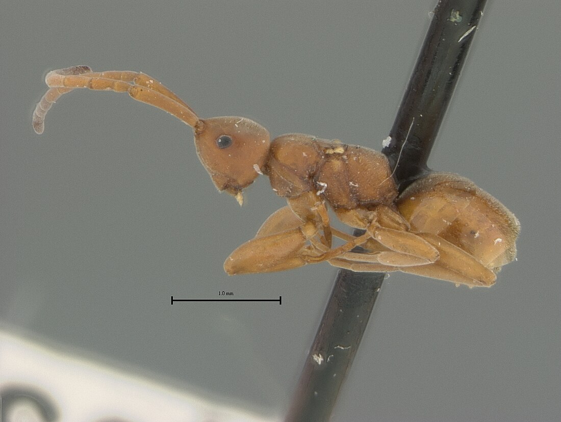 Embolemidae