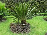 Encephalartos aemulans, Parque Terra Nostra, Furnas, Azoren