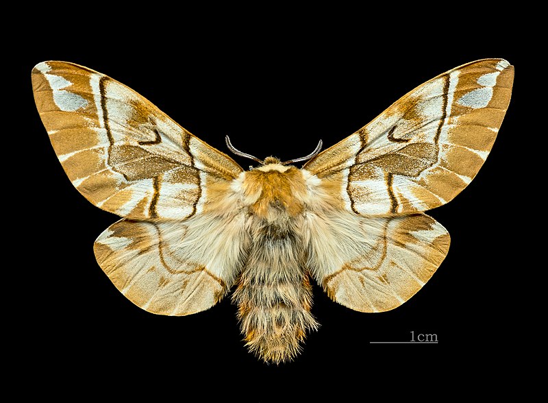 File:Endromis versicolora MHNT.CUT.2011.0.446. female.Allier (Hautes-Pyrénées) Dos.jpg