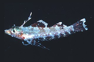 <i>Enneapterygius mirabilis</i> Species of fish