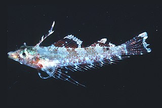 <i>Enneapterygius mirabilis</i> species of fish