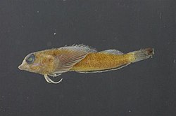 Enneapterygius kermadecensis Australian Museum cc13b962-1e21-47ab-86f3-fed77df3d65b.jpg