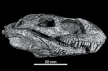 Fossilized skull in multiple views of the Permian reptile Eothyris Eothyris cropped.jpg