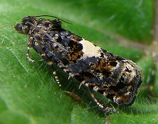 <i>Epiblema</i> (moth) Genus of tortrix moths