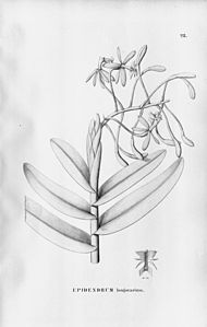 plate 28 Epidendrum cristatum (as syn. Epidendrum longovarium)