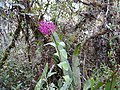 Epidendrum secundum