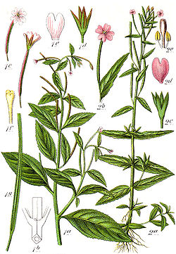 Vasemmalla (№ 1) rusohorsma (Epilobium roseum) ja oikealla (№ 2) tummahorsma.