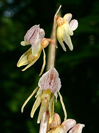 Epipogium aphyllum Luxemburg 065.jpg