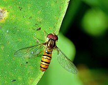 Episyrphus viridaureus еркек kadavoor.jpg