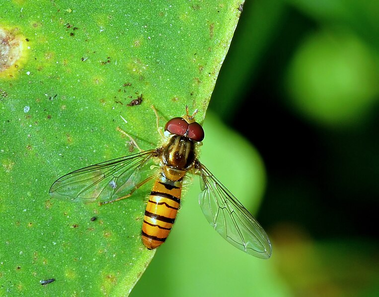 File:Episyrphus viridaureus male by kadavoor.jpg