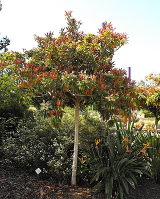 <span class="mw-page-title-main">Bronze loquat</span> Species of flowering plant