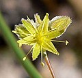 this flower is about 2mm across