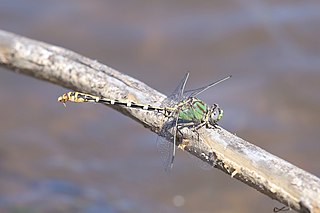 <i>Erpetogomphus heterodon</i> Species of dragonfly