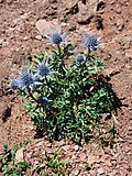 Miniatura para Eryngium bourgatii