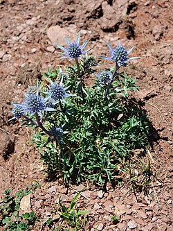 Eryngium bourgatii 1.jpg