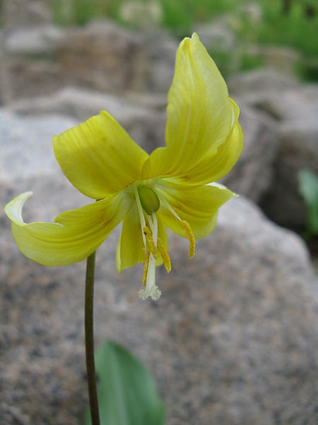 File:Erythronium hybrid Pagoda 2.jpg