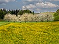 * Nomination Cherry trees near Etzdorf in Franconian Switzerland --Ermell 08:03, 10 May 2022 (UTC) * Promotion  Support Good quality. --Virtual-Pano 12:01, 10 May 2022 (UTC)