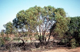 <i>Eucalyptus brevipes</i> Species of eucalyptus