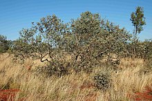 Okaliptüs pachyphylla tree.jpg