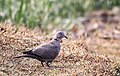 Eurasian collared dove (61).jpg
