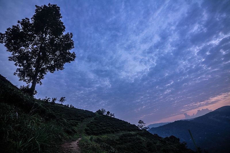 File:Evening views of tea garden at ilam Nepal14.jpg