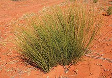 Exocarpos sparteus habit.jpg