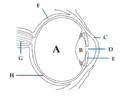 Sekco de homa okulo: A - vítreo, B - kristalino, C - korneo, D - pupilo, E - iriso, F - sklero, G - optika nervo, H - retino