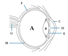 Eye Diagram without text.gif