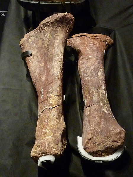 File:Fósiles del titanosauria del Chubut en el Museo Egidio Feruglio de Trelew 02.JPG