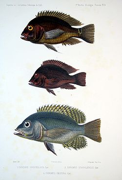 F de Castelnau-poissonsPl06.jpg