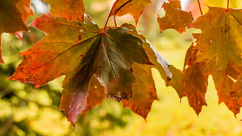 File:Fall colors Lamoureux Park Walkway (37511483534).jpg