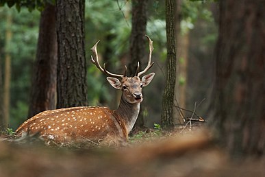 Fallow Deer.jpg