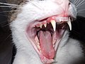 Cats have long canine teeth and small incisors.