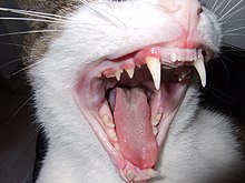 The four canines, or fangs, of a domestic cat. (The largest two teeth of the top and bottom rows of teeth.) Fangs 01 rfc1036.jpg