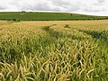 Kamparo proksime de Pewsey Hill - geograph.org.uk - 506511.jpg