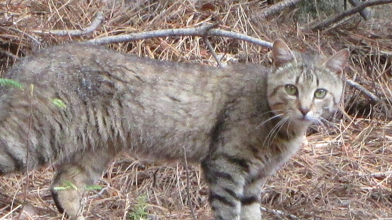 File:Felis Lybica Sarda 05.JPG