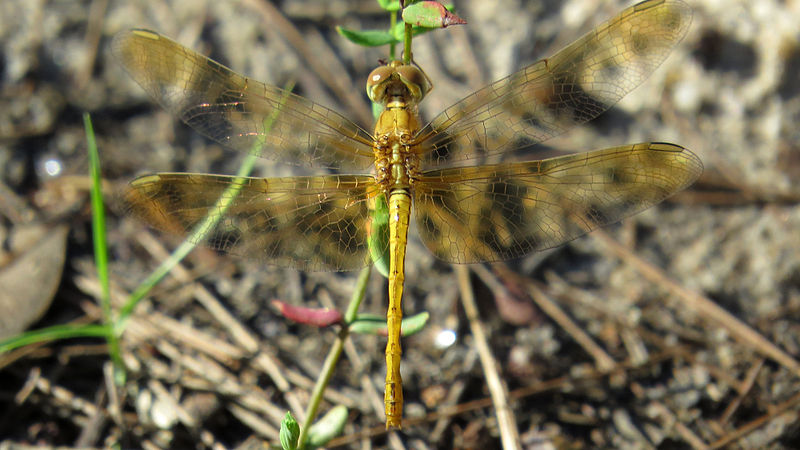 File:Female Scarlet Percher dorsal (13162664124).jpg