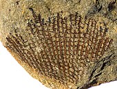 Fossil of the Middle Ordovician-Late Triassic bryozoan ("moss animal") Fenestella Fenestella from Couvin Belgium.jpg