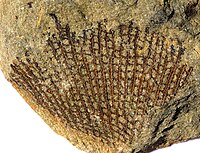 A Devonian Fenestella from Belgium. Fenestella from Couvin Belgium.jpg
