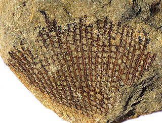 <i>Fenestella</i> (bryozoan) An extinct Bryozoa