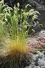 Vignette pour Festuca eskia