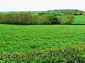 Field and woodland, Llwyn-drissi - geograph.org.uk - 1319885.jpg