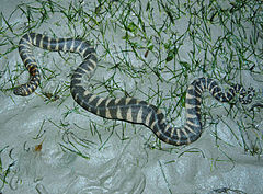 Description de l'image File snake (Acrochordus granulatus).jpg.