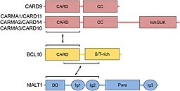 Dominios de las distintas subunidades que forman parte del complejo CBM.