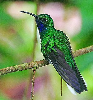 <span class="mw-page-title-main">White-tailed sabrewing</span> Species of hummingbird