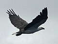 White-bellied sea eagle in flight, Recherche Archipelago, Esperance