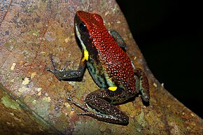 Opis obrazu z Flickr - ggallice - Poison frog.jpg.